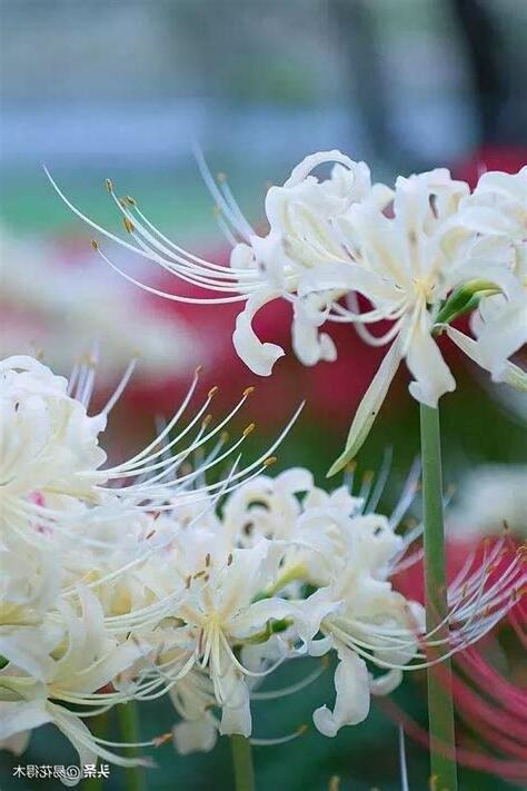 曼珠沙華 曼陀羅華